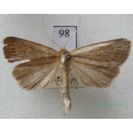 Archanara neurica (Hübner, 1808) Czech98